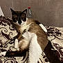Gucci participe au concours pour gagner de l'argent avec cette photo : cat, siamese_cat, pet, animal, indoor, bed, blanket, patterned, fur, relaxed, resting, looking_at_camera, water_bottle, brown, white, black, paws, tail, wall, cozy