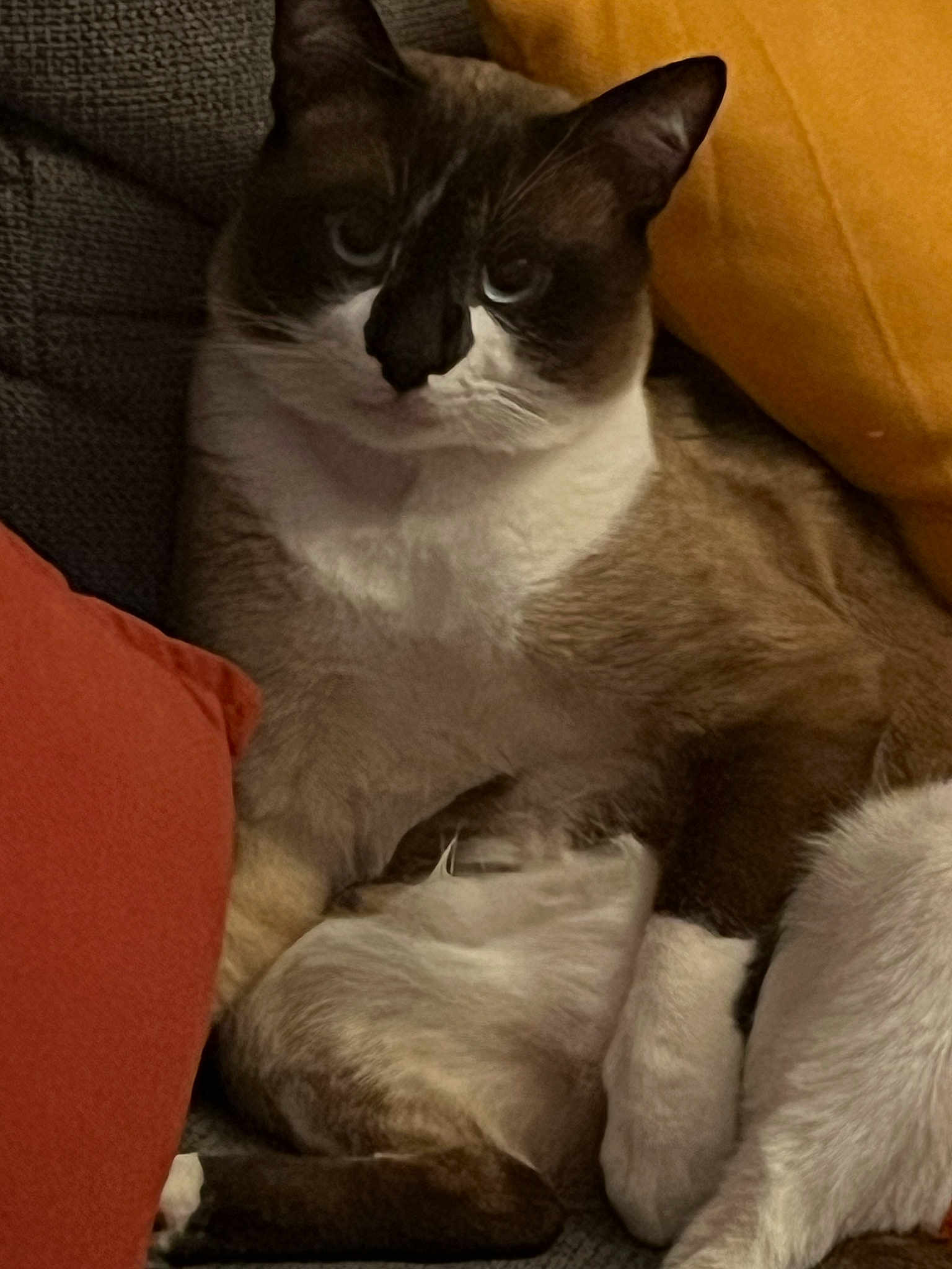 Gucci participe au concours pour gagner de l'argent avec cette photo : cat, feline, pet, indoor, cushion, sofa, relaxed, fur, white_paw, brown_fur, resting, animal, comfort, close_up, domestic_animal, mammal, cute, portrait, snug, cozy