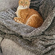 Neeco joined the competition — help win amazing prizes! abyssinian, animal, baby, bed, bedroom, blanket, cat, couch, cushion, face, furniture, head, homedecor, indoors, kitten, linen, manx, person, pet, quilt