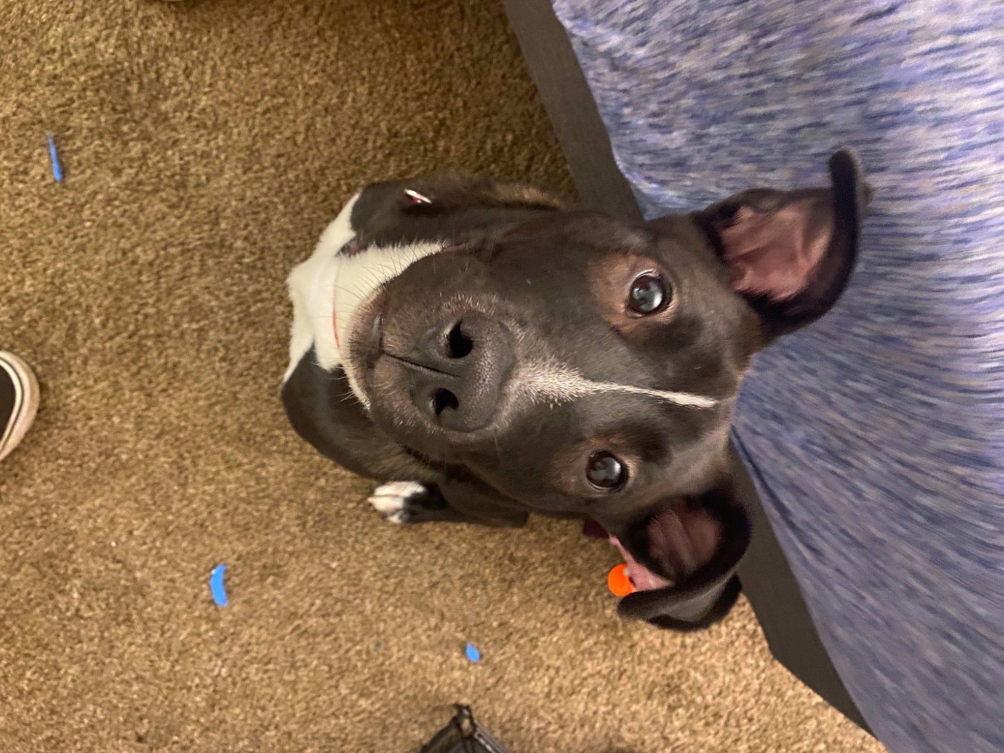 Yogi is registered to the contest to win money with this photo: adventure, canidae, carnivore, collar, companion_dog, concrete, dog, dog_breed, dog_collar, dog_supply, electric_blue, fashion_accessory, fawn, flooring, non_sporting_group, road_surface, sporting_group, whiskers, working_animal, working_dog