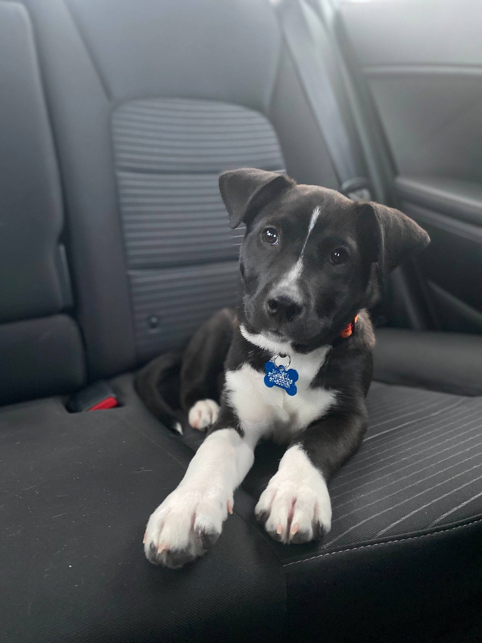 Yogi joined the competition — help win amazing prizes! auto_part, automotive_design, automotive_exterior, car, car_seat, car_seat_cover, carnivore, companion_dog, dog, dog_breed, electric_blue, family_car, glass, luxury_vehicle, personal_luxury_car, vehicle, vehicle_door, whiskers, window, windshield