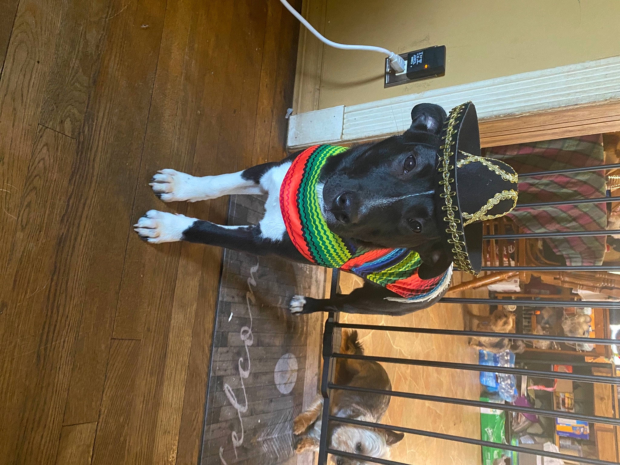 Yogi joined the competition — help win amazing prizes! carmine, collar, dog_collar, door, electrical_supply, electrical_wiring, fashion_accessory, flooring, hardwood, horse_tack, leash, metal, walking_shoe, window, wire, wood, wood_stain, working_animal