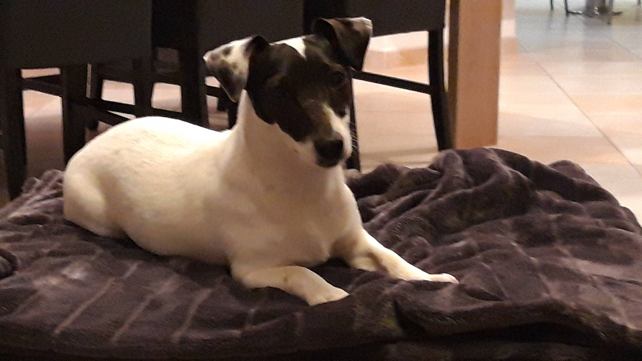 Papaye participe au concours pour gagner de l'argent avec cette photo : canidae, carnivore, comfort, companion_dog, dog, dog_breed, fawn, felidae, flooring, fur, non_sporting_group, pet_supply, small_to_medium_sized_cats, snout, sporting_group, tail, terrestrial_animal, whiskers, wood, working_animal