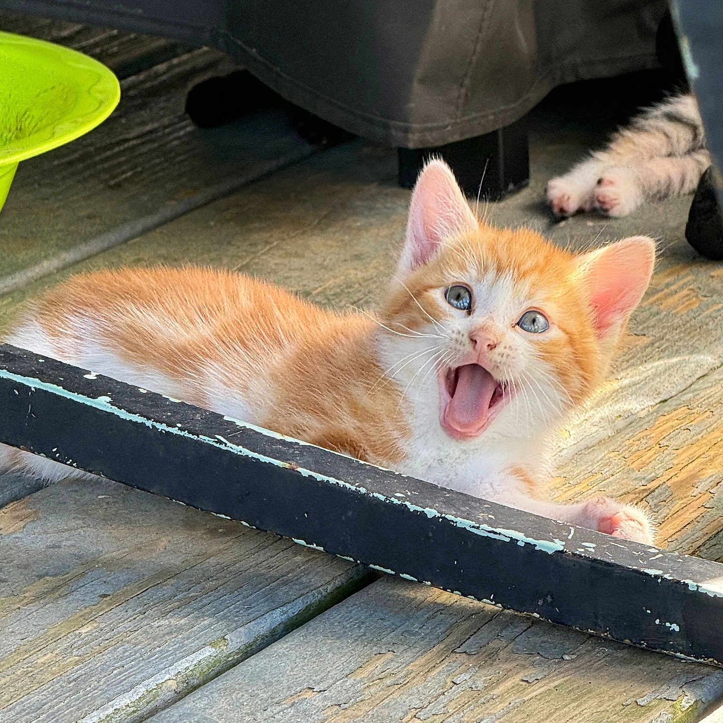 Sunkist is registered to the contest to win money with this photo: kitten, cat, orange_and_white, playful, wooden_deck, outdoor, pets, animal_paws, sunlight, furniture_leg, fabric_cover, close_up, cute, young_cat, pet_play, tongue_out, resting, small_animal, domestic_cat, feline