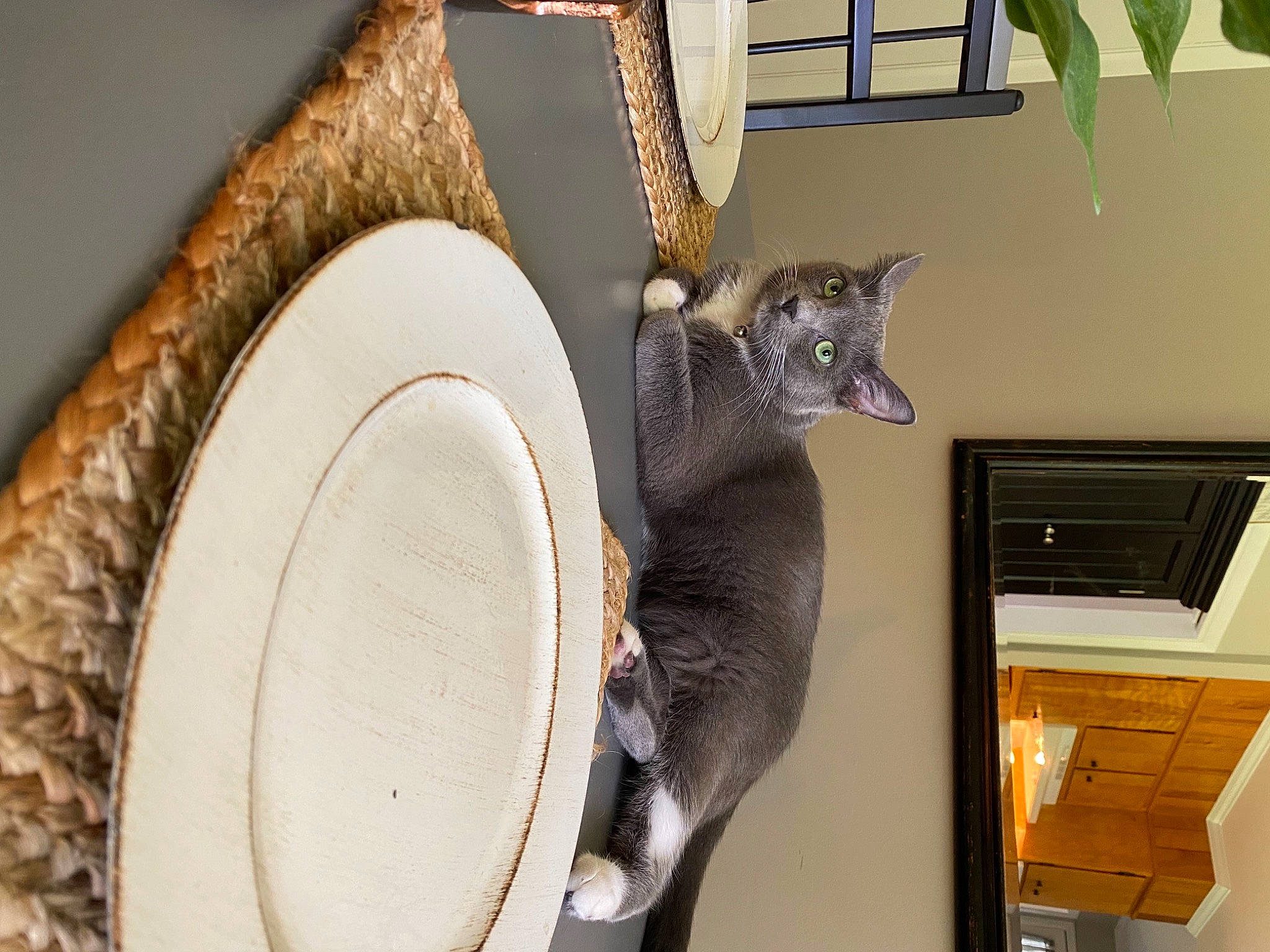 Delilah joined the competition — help win amazing prizes! animal_shelter, art, carnivore, cat, domestic_short_haired_cat, fawn, felidae, fur, hat, mechanical_fan, room, serveware, small_to_medium_sized_cats, snout, sombrero, tail, whiskers, wildlife, window, wood