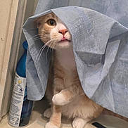 Gyzmo is registered to the contest to win money with this photo: animal, cat, comb, curious, curtain, cute, fabric, feline, household, indoor, orange_tabby, paw, pet, playful, spray_bottle, tongue_out, whiskers, white_paws, window, windowsill