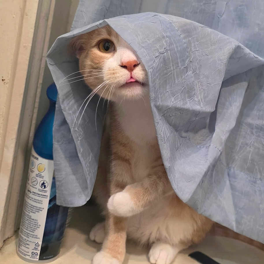Gyzmo is registered to the contest to win money with this photo: animal, cat, comb, curious, curtain, cute, fabric, feline, household, indoor, orange_tabby, paw, pet, playful, spray_bottle, tongue_out, whiskers, white_paws, window, windowsill