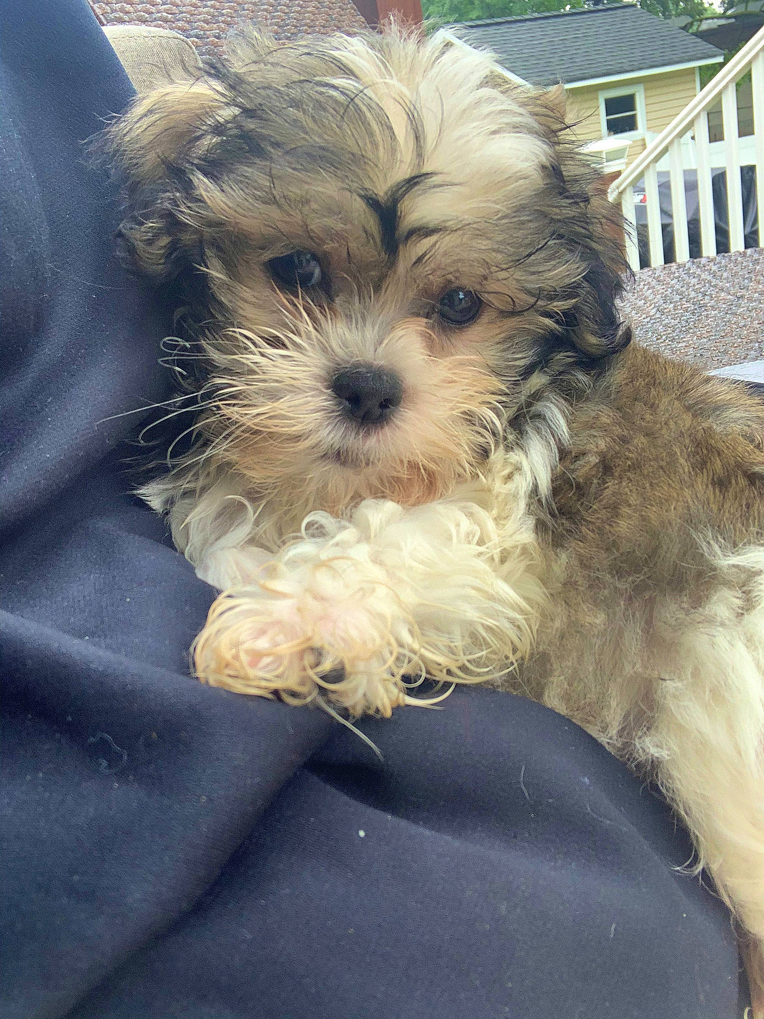 Oliver is registered to the contest to win money with this photo: biewer_terrier, canidae, carnivore, companion_dog, dog, dog_breed, fur, liver, poodle_crossbreed, porch, puppy_love, shih_poo, shih_tzu, small_terrier, snout, sporting_group, terrier, toy_dog, window, working_animal