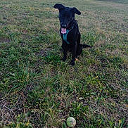 Vador participe au concours pour gagner de l'argent avec cette photo : animal, ball, canine, countryside, dog, field, football, grass, grassland, labradorretriever, nature, outdoors, pet, plant, soccer, soccerball, sphere, sport, tennis, tennisball