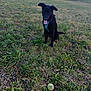 animal, ball, canine, countryside, dog, field, football, grass, grassland, labradorretriever, nature, outdoors, pet, plant, soccer, soccerball, sphere, sport, tennis, tennisball