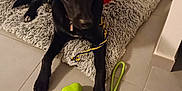 Vador participe au concours pour gagner de l'argent avec cette photo : accessories, animal, ankle, box, canine, clothing, couch, dog, footwear, furniture, homedecor, hound, indoors, interiordesign, labradorretriever, pet, pointer, puppy, shoe, strap