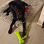 accessories, animal, ankle, box, canine, clothing, couch, dog, footwear, furniture, homedecor, hound, indoors, interiordesign, labradorretriever, pet, pointer, puppy, shoe, strap