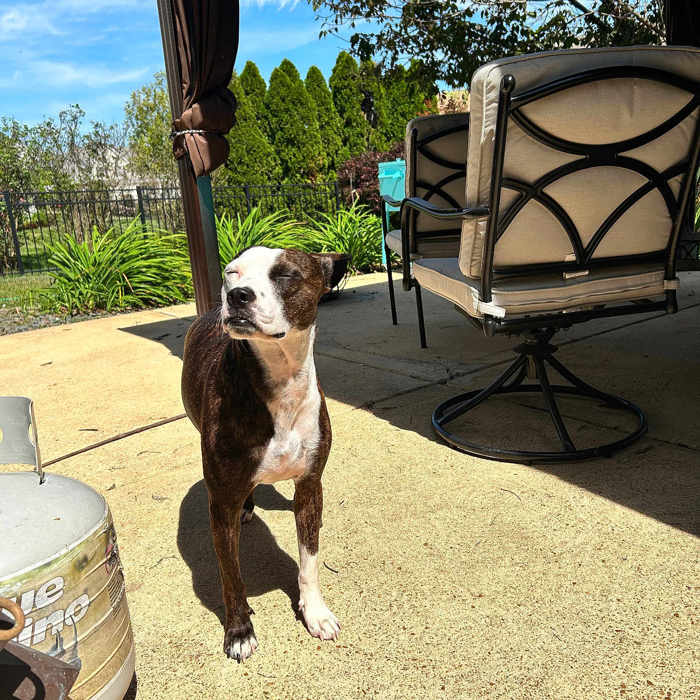 Jäger joined the competition — help win amazing prizes! animal, architecture, building, canine, dog, grass, house, indoors, interiordesign, jar, outdoors, pet, plant, planter, pottedplant, pottery, shelter, summer, tree, vase