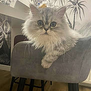 Ziggy participe au concours pour gagner de l'argent avec cette photo : cat, fluffy, gray_cat, chair, indoor, pet, animal, furniture, curious, cute, whiskers, ears, floor, wallpaper, plant_pattern, home, domestic, portrait, sitting, feline