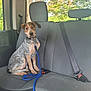 animal, backseat, car_interior, collar, cute, daylight, dog, flowers, greenery, indoors, leash, looking, pet, puppy, seat, seatbelt, sitting, trees, window, young_dog