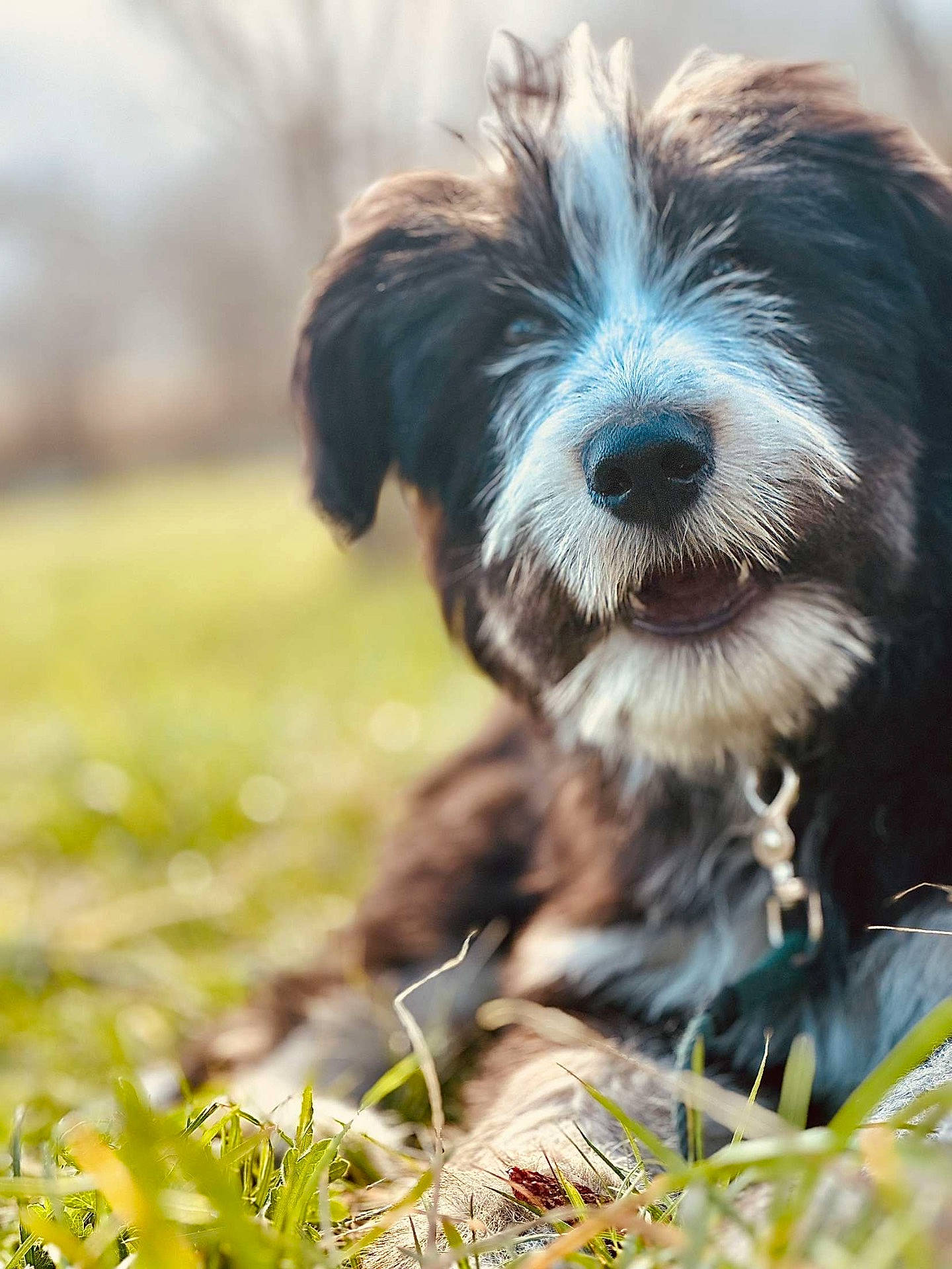 Ragnar a rejoint le concours — aidez-le/la à gagner de superbes lots ! affenpinscher, animal, ball, canine, dog, football, grass, outdoors, person, pet, plant, poodle, puppy, snout, soccer, soccerball, sport, terrier, walkingdog, whitedog