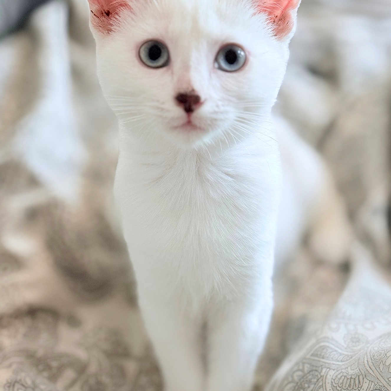 Bonnie a rejoint le concours — aidez-le/la à gagner de superbes lots ! cat, kitten, white_cat, animal, pet, portrait, sitting, indoors, bed, bedspread, patterned_fabric, large_ears, blue_eyes, wide_eyed, fur, whiskers, cute, closeup, centered_composition, soft_background
