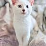 Bonnie participe au concours pour gagner de l'argent avec cette photo : cat, kitten, white_fur, blue_eyes, pink_ears, animal, pet, portrait, close_up, sitting, bed, blanket, indoors, soft_lighting, patterned_fabric, cute, curious, whiskers, feline, photography