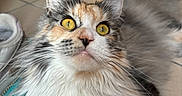 Ange participe au concours pour gagner de l'argent avec cette photo : cat, fluffy, yellow_eyes, long_hair, indoor, floor, tile, pet, feline, whiskers, close_up, animal, cute, mammal, portrait, tabby, calico, relaxed, attention, ears