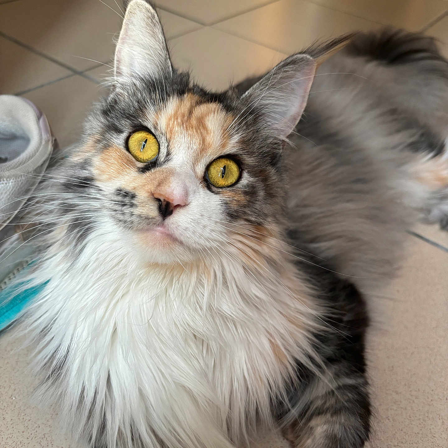 Ange a rejoint le concours — aidez-le/la à gagner de superbes lots ! cat, fluffy, long_hair, golden_eyes, tiled_floor, whiskers, ears, close_up, pet, animal, domestic, feline, curious, lying_down, soft_lighting, indoor, fur_pattern, calico, cute, portrait
