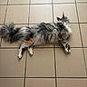 Ange a rejoint le concours — aidez-le/la à gagner de superbes lots ! cat, feline, fluffy, long_hair, lying_down, floor, tile, indoor, pet, resting, animal, domestic_animal, toy, plush, green, relaxing, calm, whiskers, tail, ears