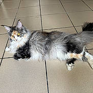 Ange a rejoint le concours — aidez-le/la à gagner de superbes lots ! cat, fluffy, long_hair, tiled_floor, indoor, orange_eyes, relaxed, pet, animal, feline, tabby, white_paws, tail, ears, whiskers, fur, laying_down, alert, domestic_cat, cute