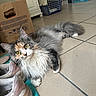 Ange participe au concours pour gagner de l'argent avec cette photo : cat, fluffy, yellow_eyes, tiled_floor, sneakers, cardboard_box, indoor, pet, relaxed, curious, long_hair, multi_colored, white_paws, feline, household_items, floor_mat, domestic, resting, close_up, whiskers