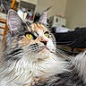 cat, calico_cat, close_up, yellow_eyes, fluffy_fur, indoor, pet, animal, whiskers, portrait, feline, domestic_cat, looking_away, soft_light, cozy, fur_texture, relaxed, cute, mammal, household
