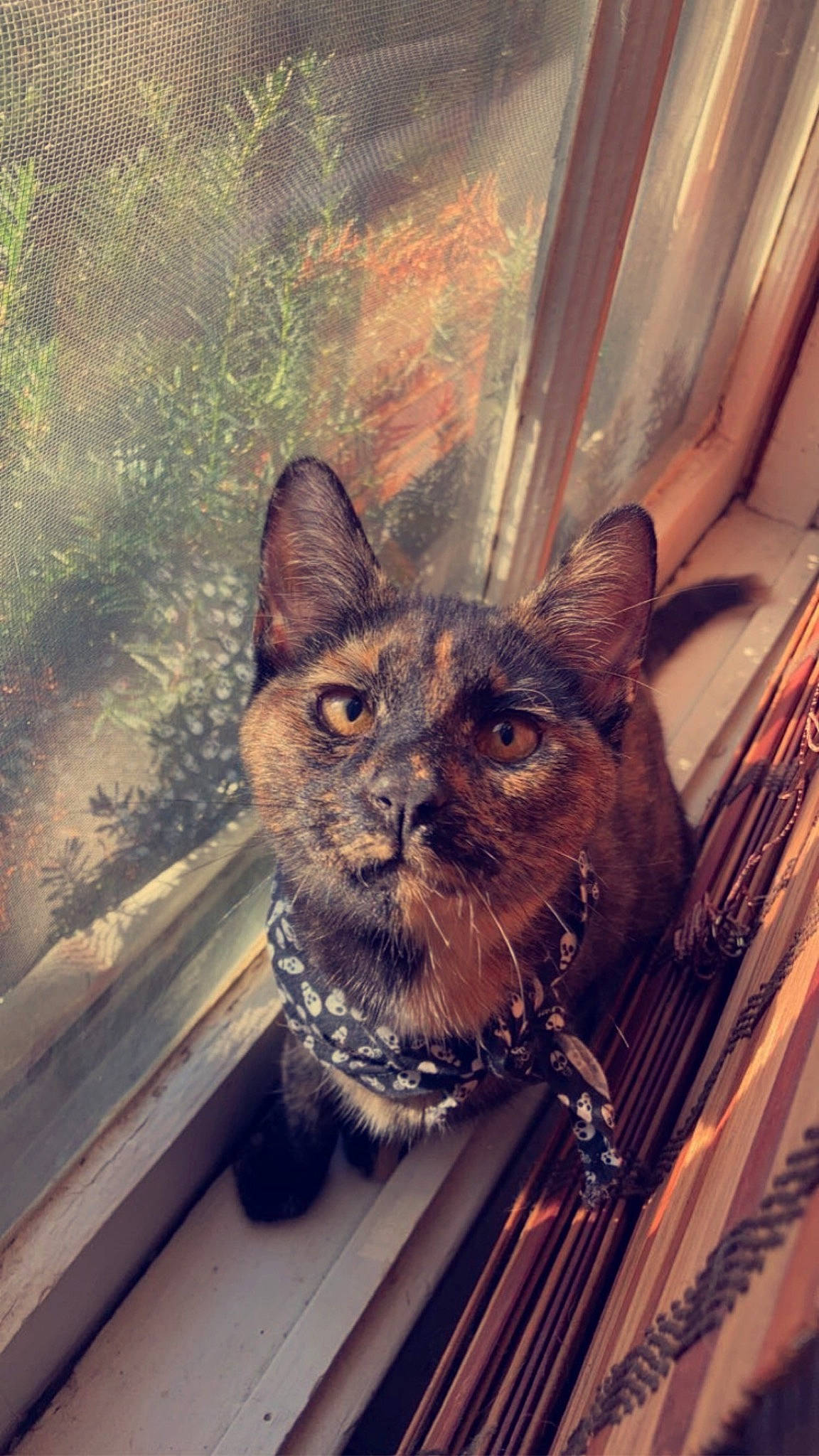 Merida joined the competition — help win amazing prizes! carnivore, cat, domestic_short_haired_cat, fawn, felidae, fur, head, houseplant, line, metal, plant, small_to_medium_sized_cats, snout, tail, tints_and_shades, tree, visual_arts, whiskers, window, wood