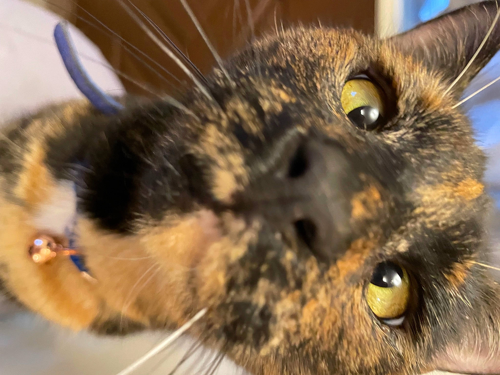 Merida is registered to the contest to win money with this photo: carnivore, cat, curious, domestic_short_haired_cat, ear, eye, eyelash, felidae, fur, hair, head, iris, mammal, nose, small_to_medium_sized_cats, snout, terrestrial_animal, vertebrate, whiskers, wildlife