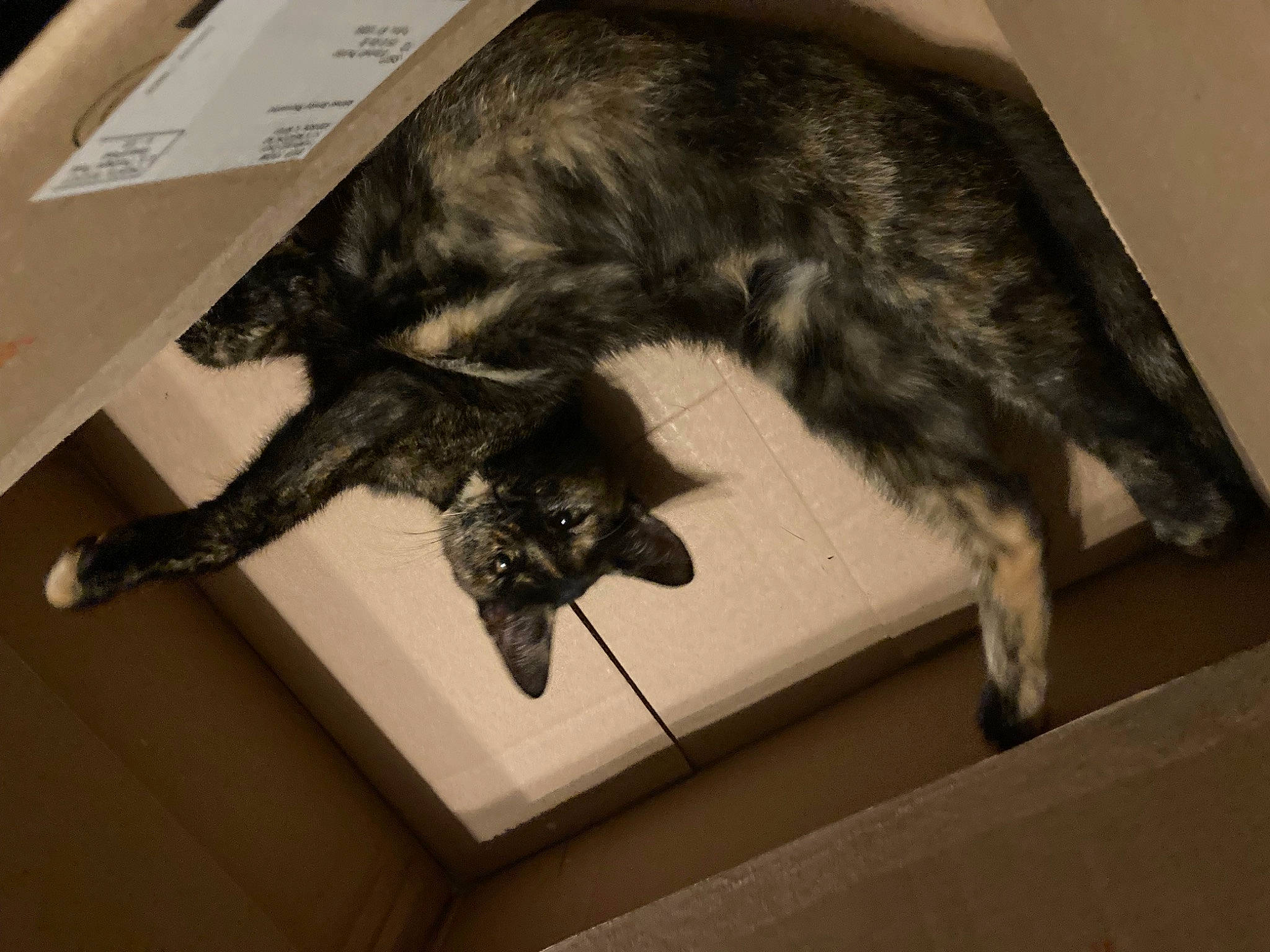 Merida joined the competition — help win amazing prizes! black_cat, canidae, carnivore, cat, claw, comfort, domestic_short_haired_cat, felidae, flooring, fur, paw, small_to_medium_sized_cats, sporting_group, tail, tints_and_shades, whiskers, wood