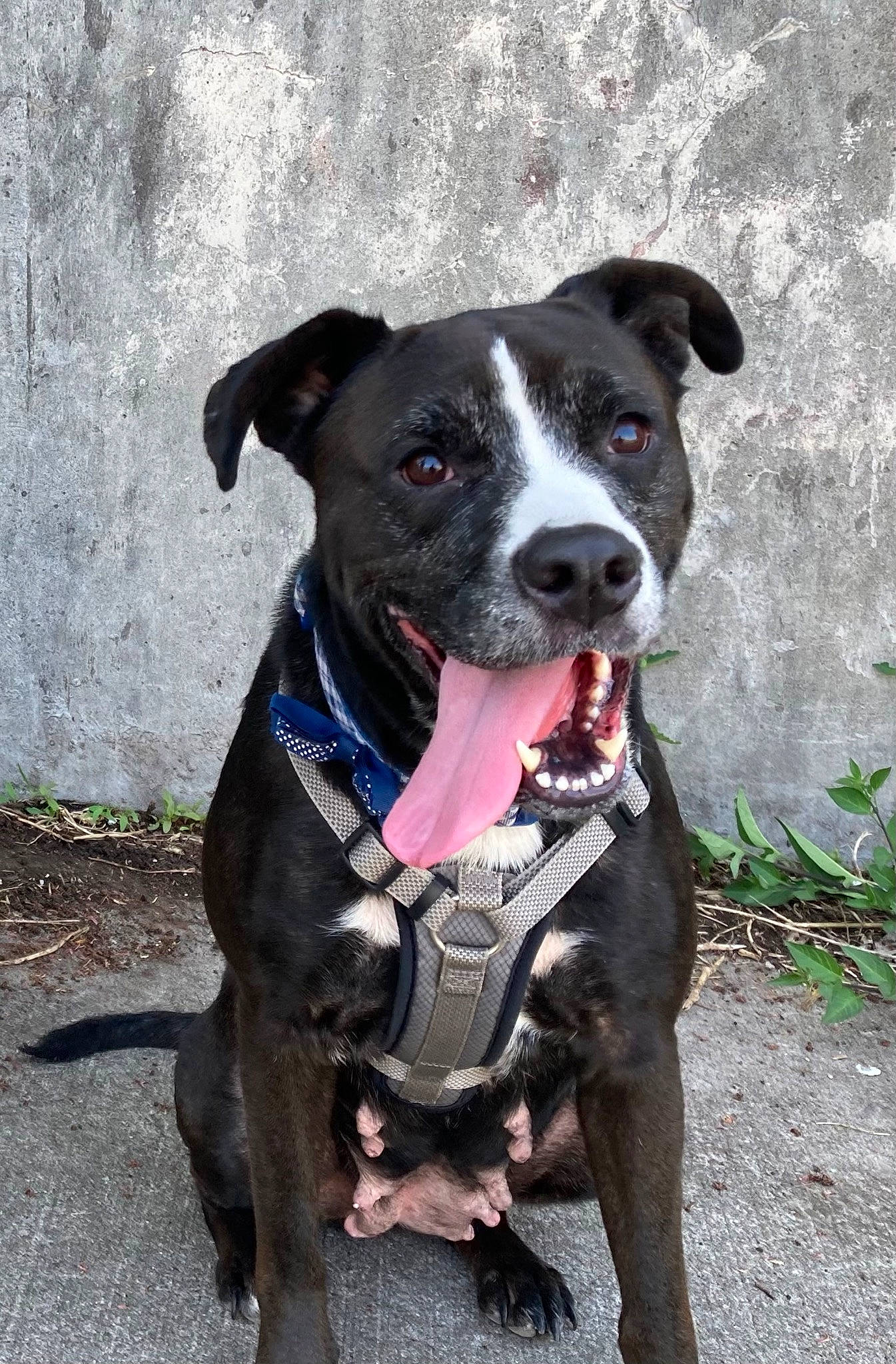 Flower And Hades joined the competition — help win amazing prizes! canidae, carnivore, collar, companion_dog, dog, dog_breed, dog_collar, dog_supply, electric_blue, fashion_accessory, fawn, fur, leash, non_sporting_group, pet_supply, plant, snout, sporting_group, working_animal, working_dog