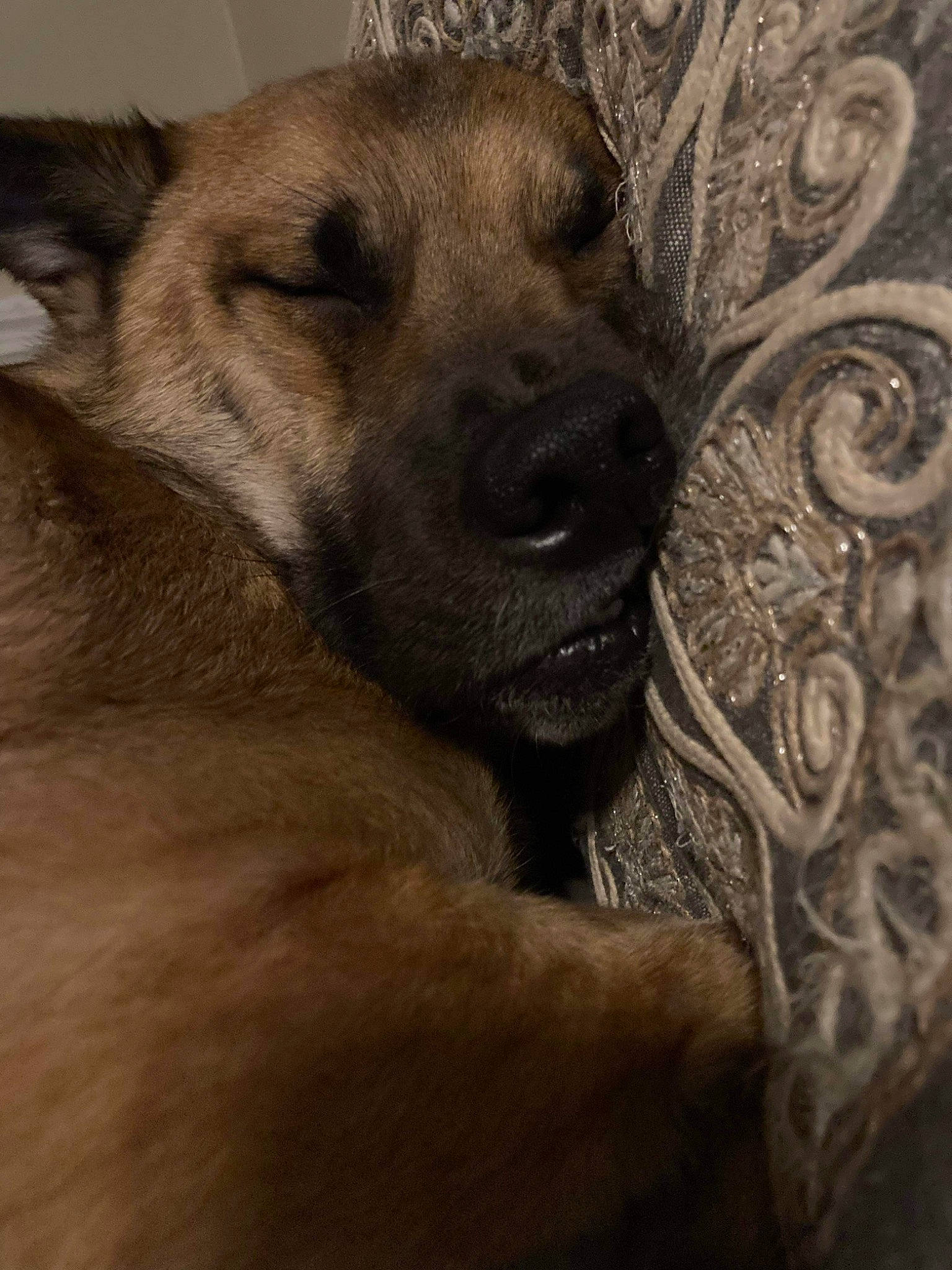 Flower And Hades joined the competition — help win amazing prizes! art, canidae, carnivore, companion_dog, dog, dog_breed, fawn, flooring, fur, pattern, paw, snout, sporting_group, street_dog, terrestrial_animal, visual_arts, whiskers, wildlife, working_animal, wrinkle