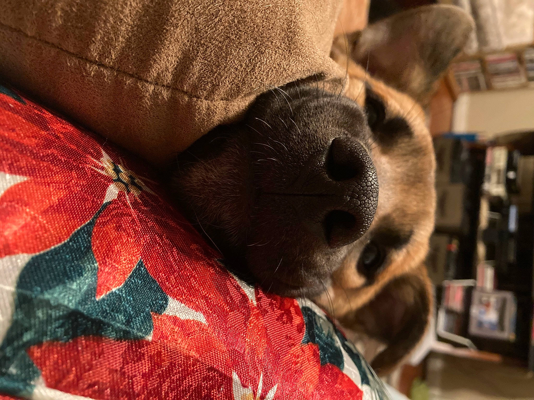 Flower And Hades is registered to the contest to win money with this photo: canidae, carmine, carnivore, comfort, companion_dog, dog, dog_breed, fawn, felidae, fur, human_leg, linens, pattern, snout, sporting_group, stuffed_toy, tints_and_shades, whiskers, wool, working_animal