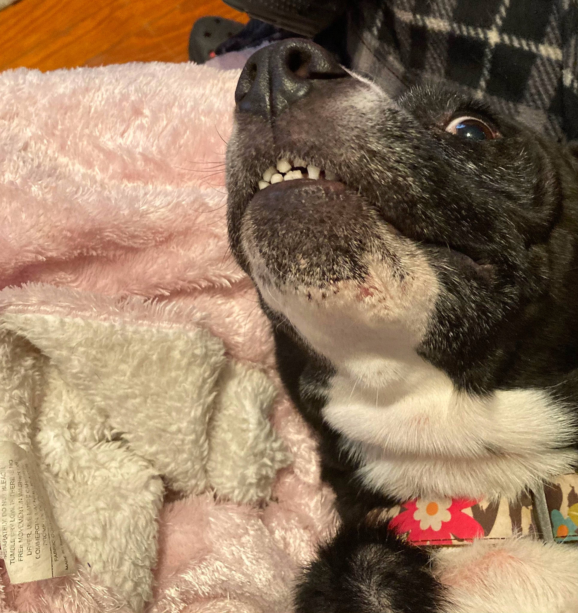 Flower And Hades is registered to the contest to win money with this photo: canidae, carnivore, collar, comfort, companion_dog, dog, dog_breed, dog_collar, fawn, fur, liver, non_sporting_group, paw, pug, puppy_love, snout, sporting_group, terrestrial_animal, whiskers, working_animal