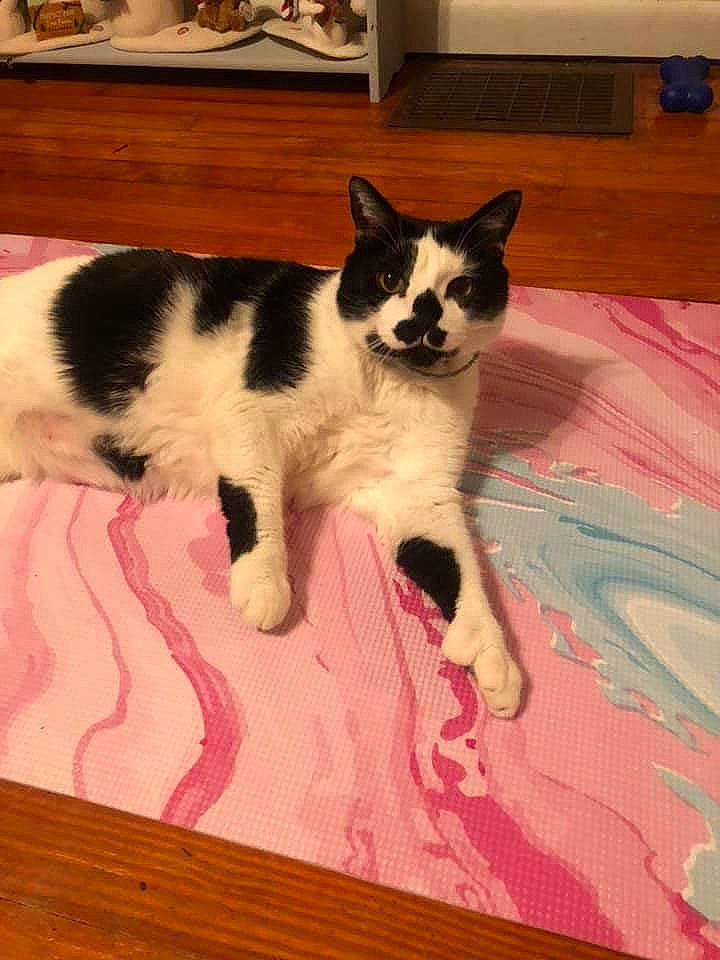 Charlie Moo Moo joined the competition — help win amazing prizes! carnivore, cat, comfort, dog_breed, domestic_short_haired_cat, felidae, floor, flooring, foot, fur, hardwood, laminate_flooring, paw, room, small_to_medium_sized_cats, snout, tail, textile, whiskers, wood