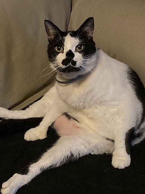 Charlie Moo Moo is registered to the contest to win money with this photo: carnivore, cat, claw, comfort, domestic_short_haired_cat, felidae, foot, fur, paw, sitting, small_to_medium_sized_cats, snout, tail, terrestrial_animal, whiskers