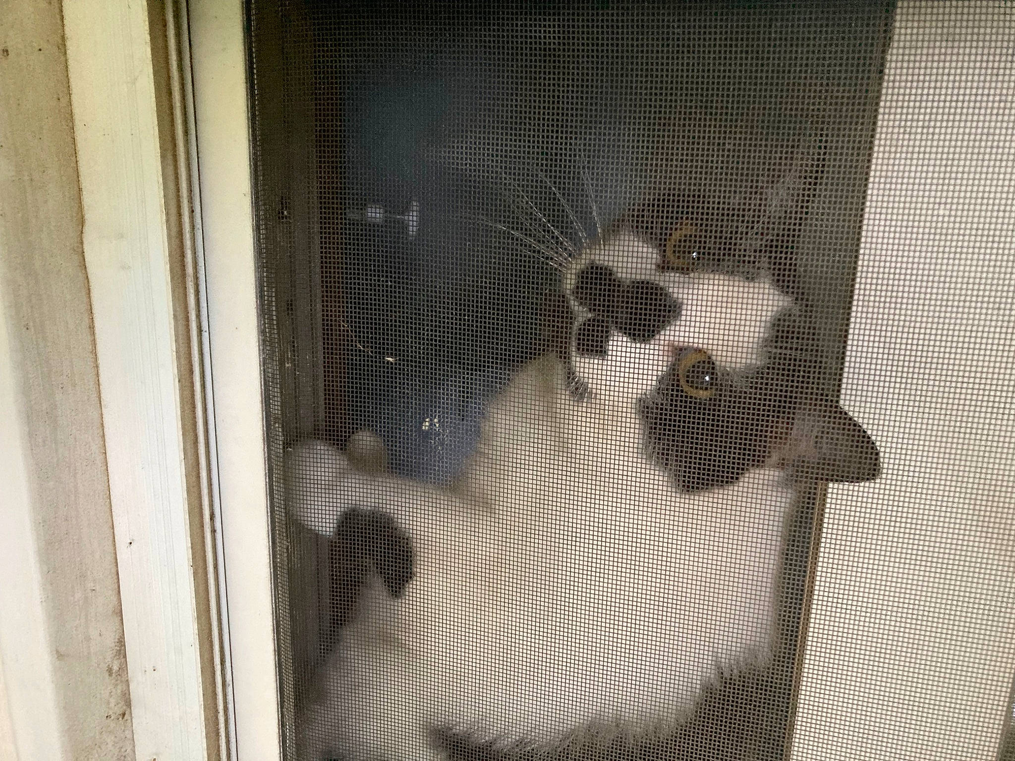 Charlie Moo Moo is registered to the contest to win money with this photo: animal_shelter, cage, canidae, child, darkness, dog_breed, glass, mesh, metal, monochrome, monochrome_photography, pattern, pet_supply, room, snout, sporting_group, terrestrial_animal, wood