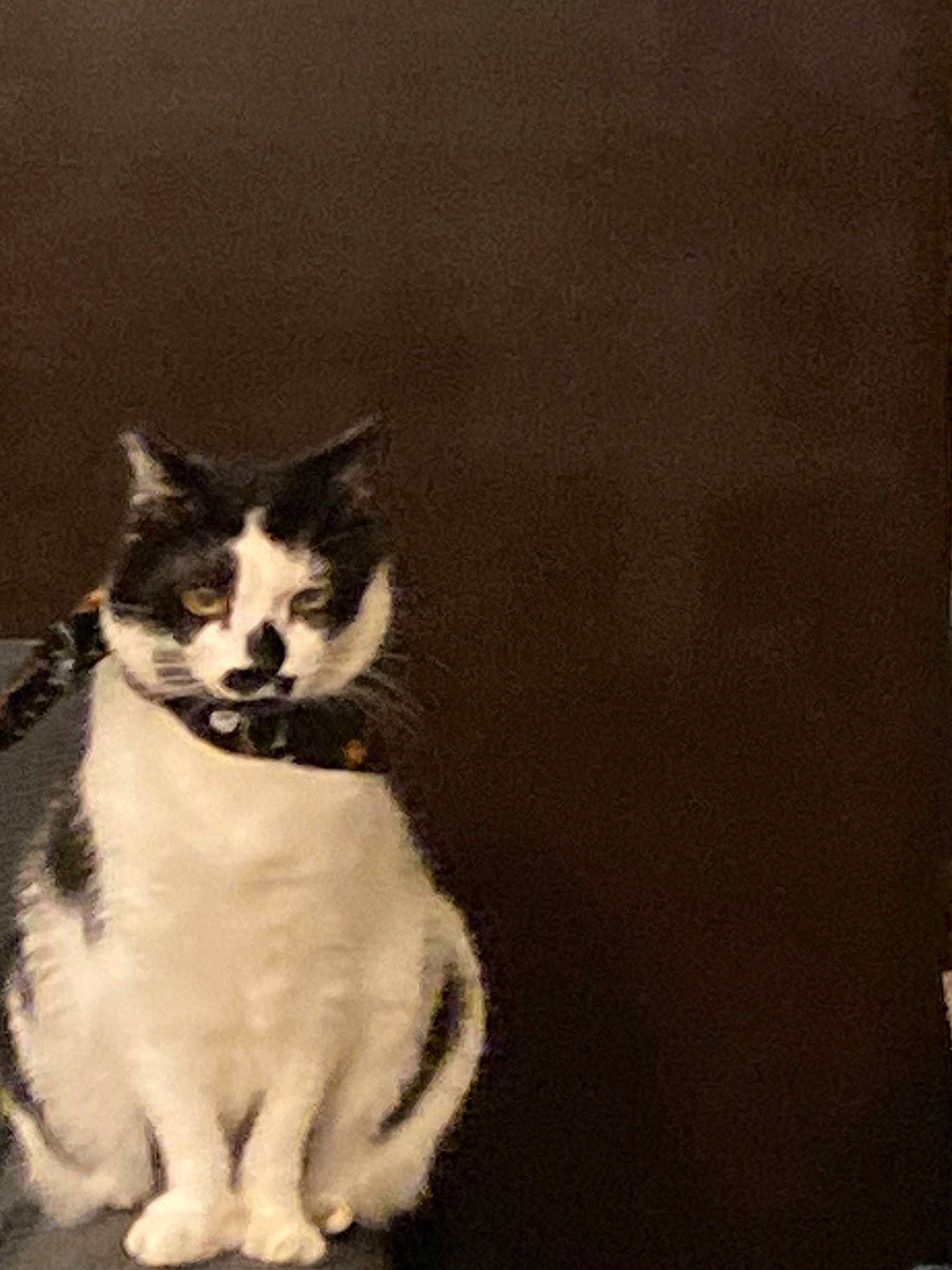 Charlie Moo Moo joined the competition — help win amazing prizes! art, canidae, carnivore, cat, domestic_short_haired_cat, felidae, fur, monochrome_photography, paw, photo_caption, sand, shadow, sitting, small_to_medium_sized_cats, snout, still_life_photography, tail, tints_and_shades, visual_arts, whiskers