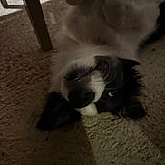 Eros a rejoint le concours — aidez-le/la à gagner de superbes lots ! dog, black_and_white, carpet, indoor, pet, lying_down, upside_down, shadow, fur, playful, animal, cute, domestic_animal, nose, whiskers, ears, relaxed, home, companion, curious_eye