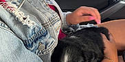 Leïa participe au concours pour gagner de l'argent avec cette photo : puppy, dog, sleeping, person, denim_jacket, ripped_clothing, car_interior, hand, bracelet, black_and_white, cute, pet, lap, window, seat, purse, casual, relaxed, daytime, outdoor_view