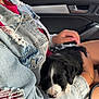 puppy, dog, sleeping, person, denim_jacket, ripped_clothing, car_interior, hand, bracelet, black_and_white, cute, pet, lap, window, seat, purse, casual, relaxed, daytime, outdoor_view