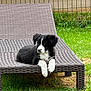 Leïa participe au concours pour gagner de l'argent avec cette photo : puppy, dog, black_and_white, outdoor, grass, fence, woven_chair, pet, resting, young_dog, nature, lawn, canine, cute, animal, relaxing, summer, backyard, daytime, fur