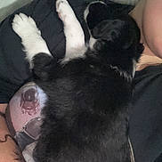 Leïa a rejoint le concours — aidez-le/la à gagner de superbes lots ! puppy, dog, sleeping, black_and_white, tattoo, person, hand, arm, snuggling, close_up, indoor, resting, cute, pet, animal, furry, cozy, comfort, cuddle, relaxation