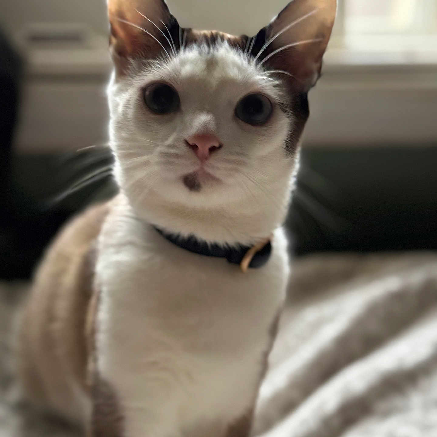 Jasper joined the competition — help win amazing prizes! animal, blanket, brown_fur, cat, closeup, collar, curious, cute, domestic, ears, face, feline, indoor, pet, portrait, sitting, soft_light, whiskers, white_fur, window_light