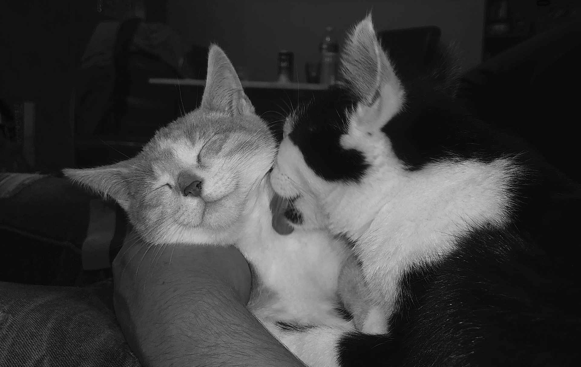 Nalah a rejoint le concours — aidez-le/la à gagner de superbes lots ! cat, cats, pet, animal, feline, black_and_white, close_up, affection, cuddle, companion, resting, indoor, human_arm, fur, whiskers, ears, face, sleepy, cute, domestic