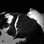 cat, sleeping, black_and_white, fur, pets, cozy, resting, animal, close_up, companion, domestic_cat, cute, whiskers, peaceful, two_animals, feline, napping, soft_light, contrast, indoor
