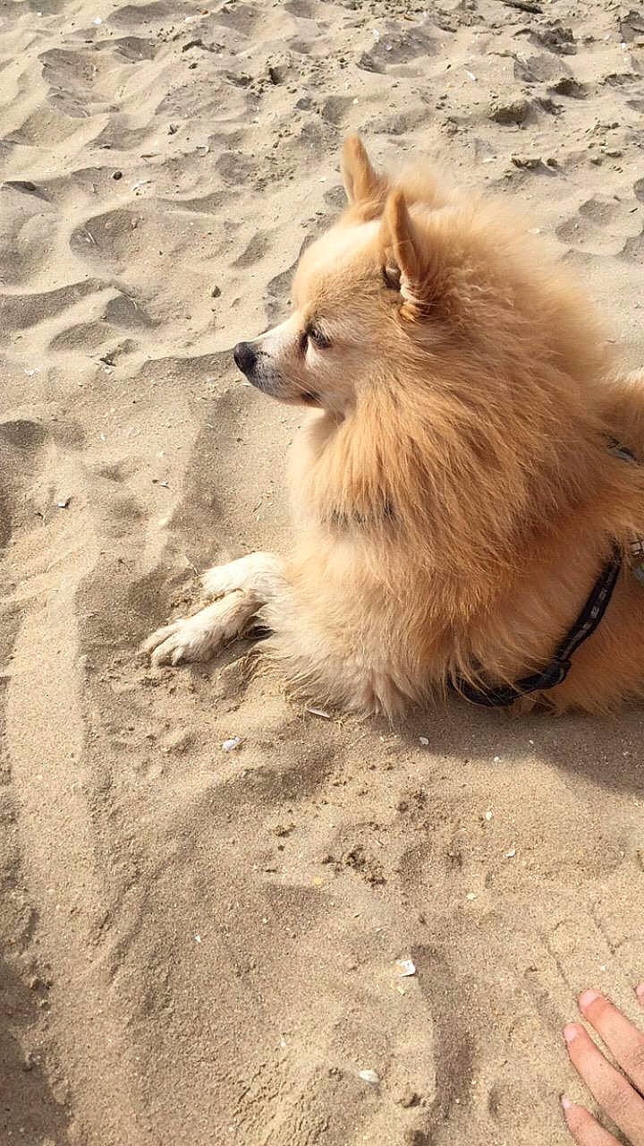 Baboon participe au concours pour gagner de l'argent avec cette photo : canidae, carnivore, companion_dog, dog, dog_breed, fawn, german_spitz, german_spitz_klein, german_spitz_mittel, icelandic_sheepdog, mammal, non_sporting_group, pomeranian, spitz, toy_dog, vertebrate, volpino_italiano