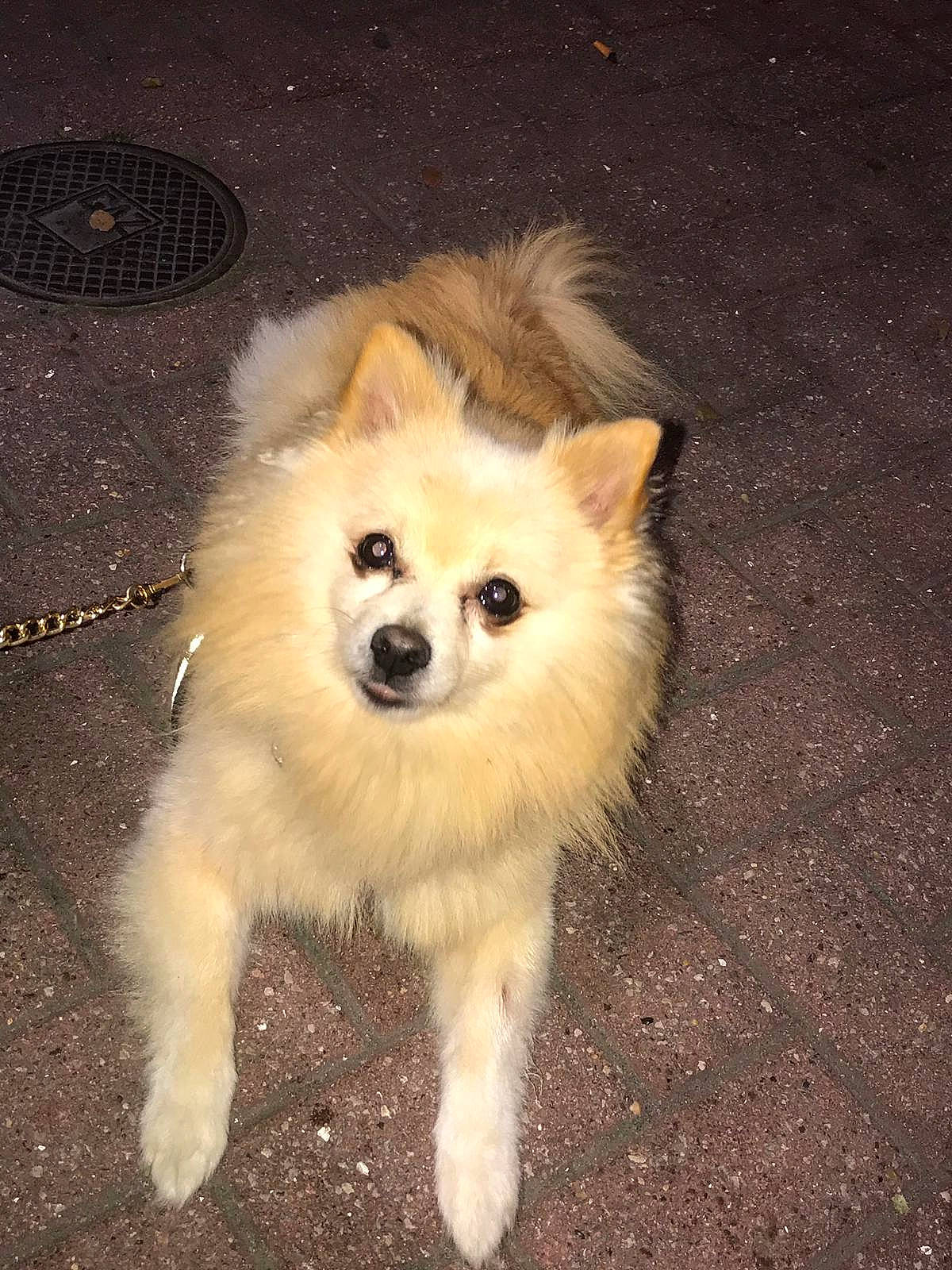 Baboon a rejoint le concours — aidez-le/la à gagner de superbes lots ! american_eskimo_dog, canidae, carnivore, companion_dog, dog, dog_breed, german_spitz, german_spitz_klein, german_spitz_mittel, indian_spitz, japanese_spitz, mammal, non_sporting_group, pomeranian, puppy, rare_breed_dog, samoyed, spitz, vertebrate, volpino_italiano