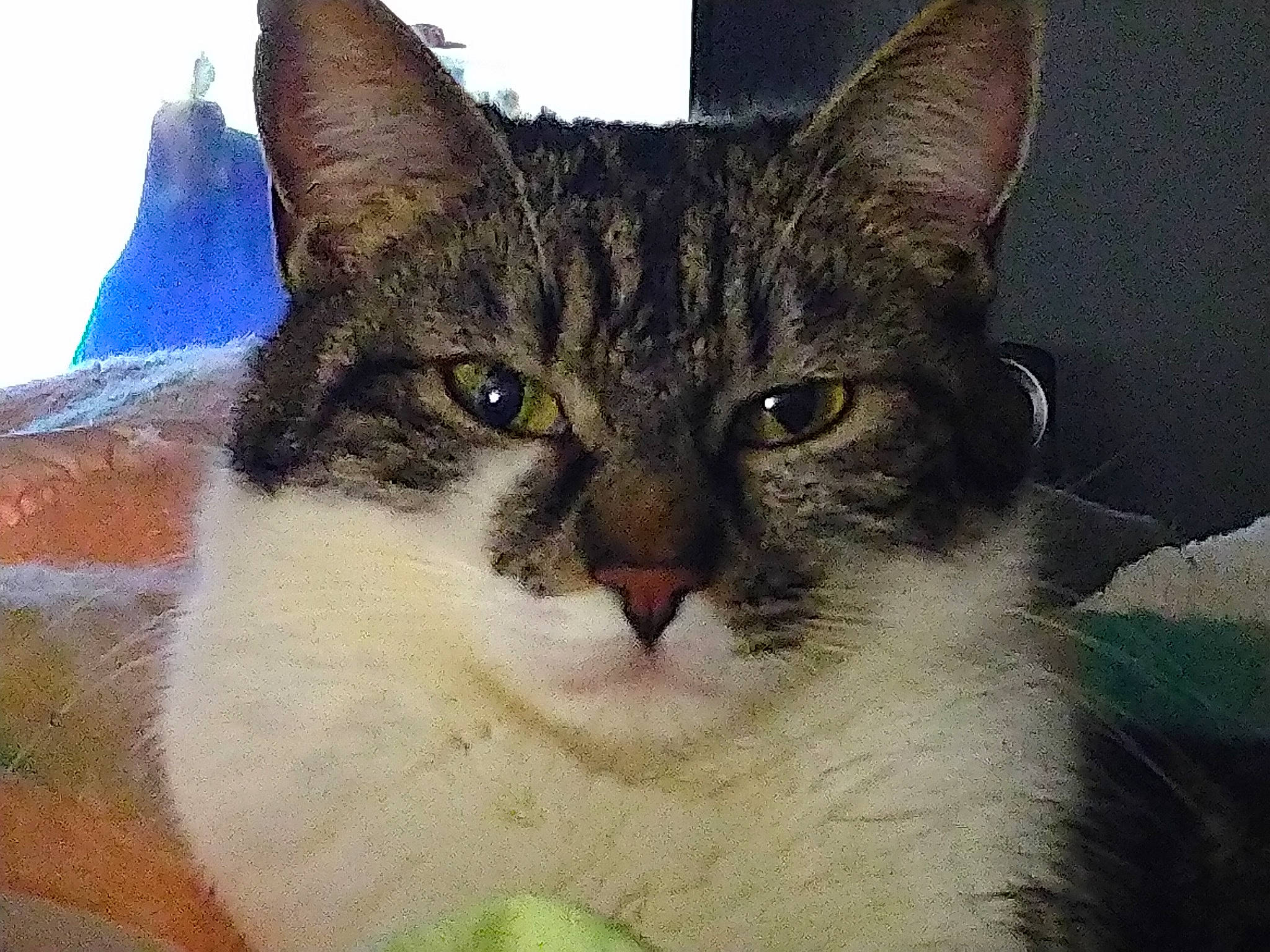 Mandy participe au concours pour gagner de l'argent avec cette photo : art, carnivore, cat, creative_arts, domestic_short_haired_cat, felidae, fur, grass, paint, pet_supply, small_to_medium_sized_cats, snout, terrestrial_animal, visual_arts, whiskers, wildlife, window